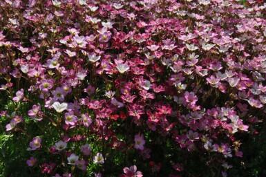 Garden mossy-saxifrage Saxifraga × arendsii 'Purpurteppich' 5-10 pot P9 Saxifraga × arendsii 'Purpurteppich'