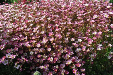 Garden mossy-saxifrage Saxifraga × arendsii 'Purpurteppich' 5-10 pot P9