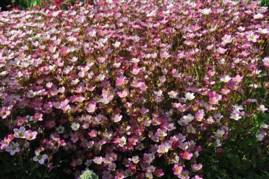 Garden mossy-saxifrage Saxifraga × arendsii 'Purpurteppich' 5-10 pot P9 Saxifraga × arendsii 'Purpurteppich'