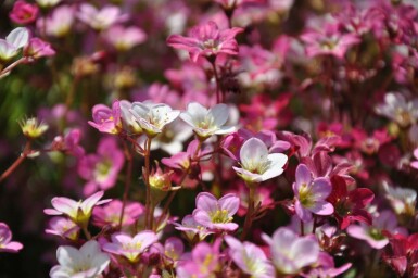 Garden mossy-saxifrage Saxifraga × arendsii 'Purpurteppich' 5-10 pot P9 Saxifraga × arendsii 'Purpurteppich'