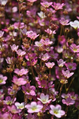 Garden mossy-saxifrage Saxifraga × arendsii 'Purpurteppich' 5-10 pot P9