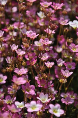 Garden mossy-saxifrage Saxifraga × arendsii 'Purpurteppich' 5-10 pot P9 Saxifraga × arendsii 'Purpurteppich'