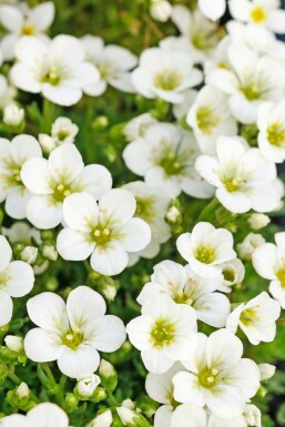 Garden mossy-saxifrage Saxifraga × arendsii 'Schneeteppich' 5-10 pot P9 Saxifraga × arendsii 'Schneeteppich'