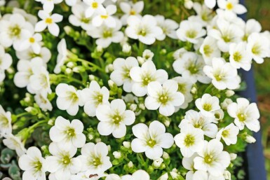 Garden mossy-saxifrage Saxifraga × arendsii 'Schneeteppich' 5-10 pot P9 Saxifraga × arendsii 'Schneeteppich'