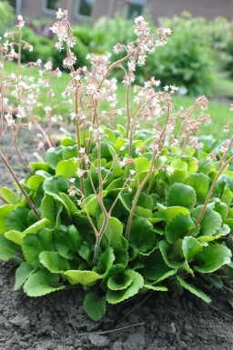 London pride Saxifraga × urbium 5-10 pot P9 Saxifraga × urbium