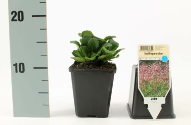 London pride Saxifraga × urbium 5-10 pot P9 Saxifraga × urbium
