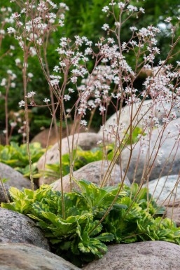 London pride Saxifraga × urbium 'Variegata' 5-10 pot P9 Saxifraga × urbium 'Variegata'