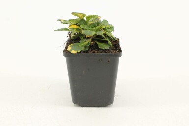 London pride Saxifraga × urbium 'Variegata' 5-10 pot P9 Saxifraga × urbium 'Variegata'