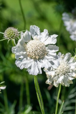 Garden scabious Scabiosa caucasica 'Perfecta Alba' 5-10 pot P9 Scabiosa caucasica 'Perfecta Alba'