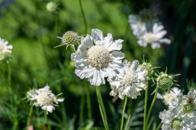 Garden scabious Scabiosa caucasica 'Perfecta Alba' 5-10 pot P9 Scabiosa caucasica 'Perfecta Alba'