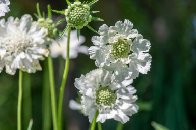 Garden scabious Scabiosa caucasica 'Perfecta Alba' 5-10 pot P9 Scabiosa caucasica 'Perfecta Alba'