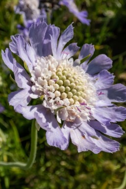 Garden scabious Scabiosa caucasica 'Perfecta' 5-10 pot P9 Scabiosa caucasica 'Perfecta'