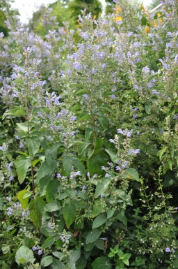 Hoary skullcap Scutellaria incana 5-10 pot P9 Scutellaria incana