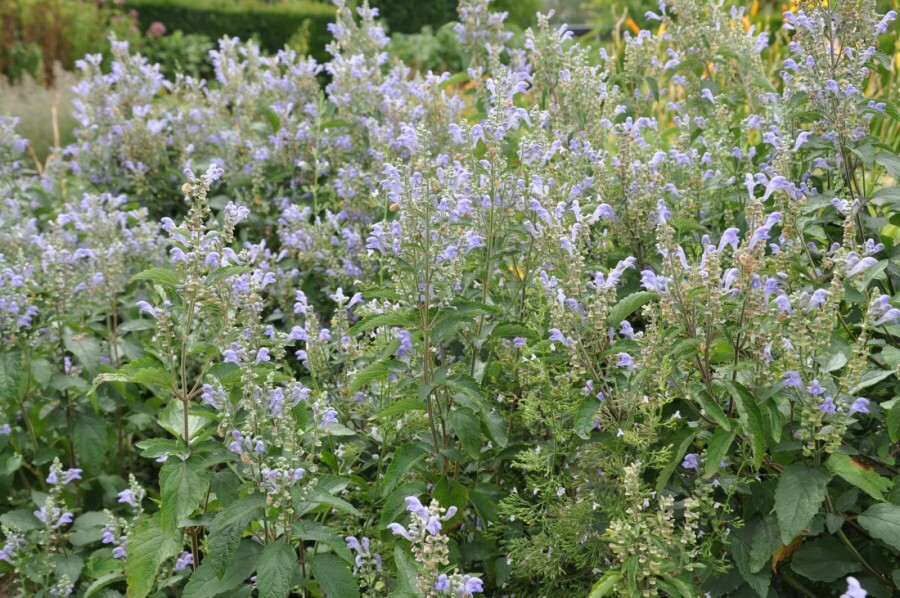 Hoary skullcap Scutellaria incana 5-10 pot P9 Scutellaria incana