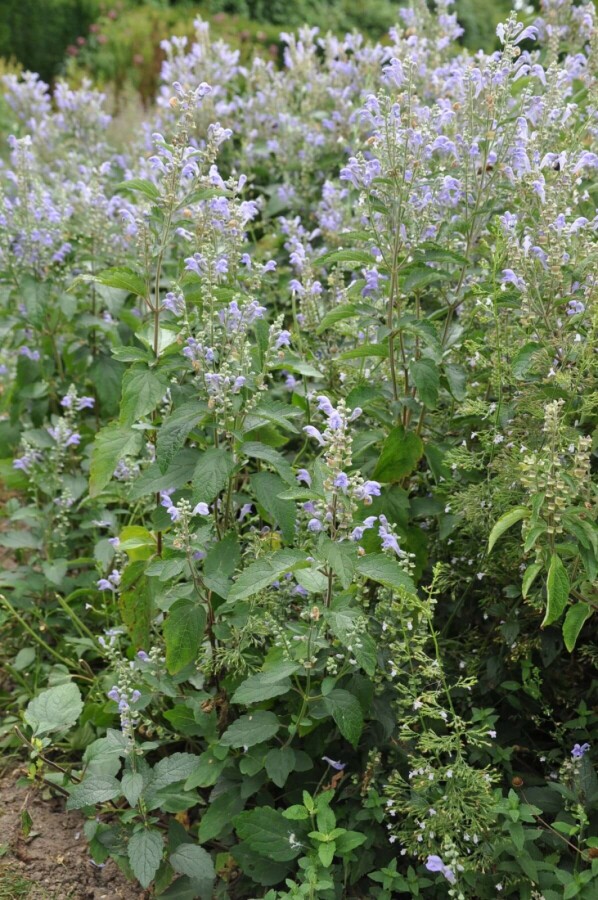 Hoary skullcap Scutellaria incana 5-10 pot P9 Scutellaria incana
