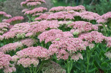 Jelly beans Sedum 'Herbstfreude' 5-10 pot P9