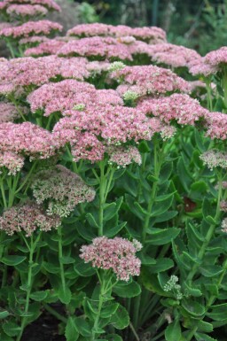 Jelly beans Sedum 'Herbstfreude' 5-10 pot P9