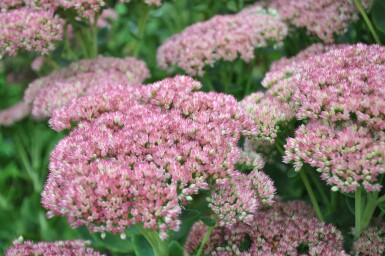 Jelly beans Sedum 'Herbstfreude' 5-10 pot P9