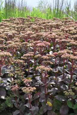 Stonecrop Sedum 'Matrona' 5-10 pot P9 Sedum 'Matrona'
