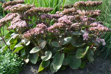 Stonecrop Sedum 'Matrona' 5-10 pot P9 Sedum 'Matrona'