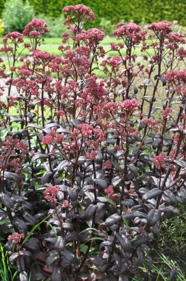 Orpine Sedum 'Purple Emperor' 10-15 pot C2 Sedum 'Purple Emperor'
