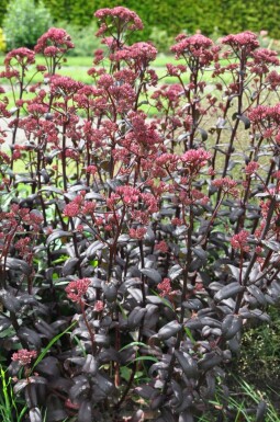 Orpine Sedum 'Purple Emperor' 10-15 pot C2 Sedum 'Purple Emperor'