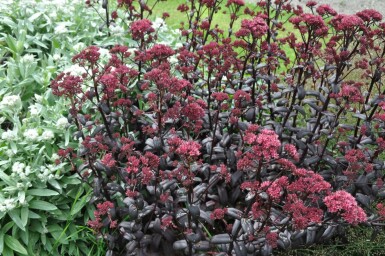 Orpine Sedum 'Purple Emperor' 10-15 pot C2 Sedum 'Purple Emperor'