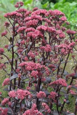 Orpine Sedum 'Purple Emperor' 10-15 pot C2 Sedum 'Purple Emperor'
