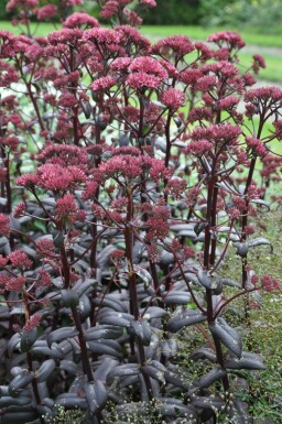 Orpine Sedum 'Purple Emperor' 5-10 pot P9