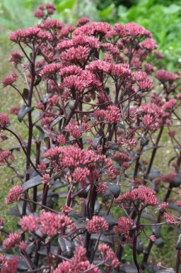 Orpine Sedum 'Purple Emperor' 5-10 pot P9