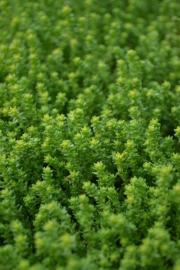 Biting stonecrop Sedum acre 5-10 pot P9 Sedum acre