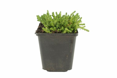Biting stonecrop Sedum acre 5-10 pot P9 Sedum acre
