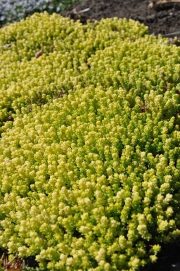 Biting stonecrop Sedum acre 'Yellow Queen' 5-10 pot P9 Sedum acre 'Yellow Queen'