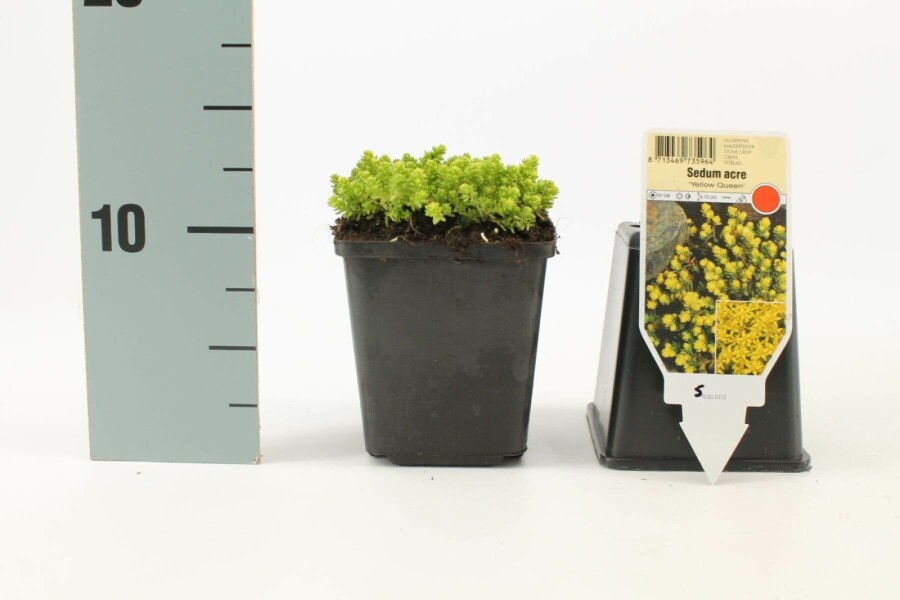 Biting stonecrop Sedum acre 'Yellow Queen' 5-10 pot P9 Sedum acre 'Yellow Queen'