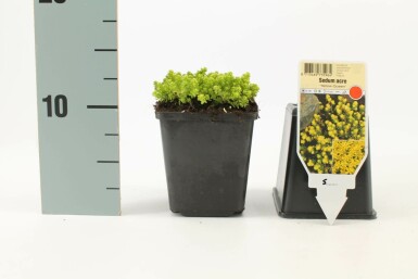 Biting stonecrop Sedum acre 'Yellow Queen' 5-10 pot P9 Sedum acre 'Yellow Queen'