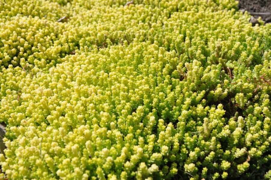 Biting stonecrop Sedum acre 'Yellow Queen' 5-10 pot P9 Sedum acre 'Yellow Queen'