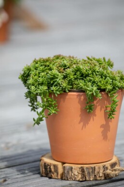 White stonecrop Sedum album 'Coral Carpet' 5-10 pot P9 Sedum album 'Coral Carpet'