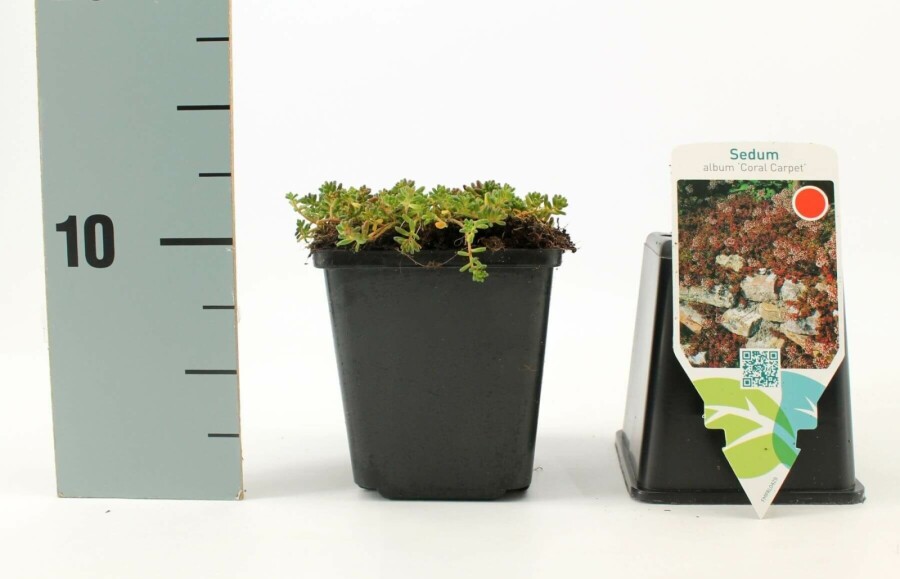 White stonecrop Sedum album 'Coral Carpet' 5-10 pot P9 Sedum album 'Coral Carpet'