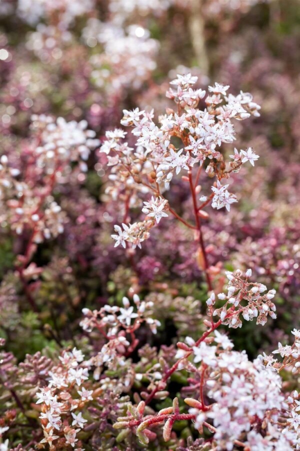 White stonecrop Sedum album 'Coral Carpet' 5-10 pot P9 Sedum album 'Coral Carpet'