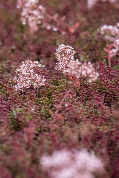 White stonecrop Sedum album 'Murale' 5-10 pot P9 Sedum album 'Murale'