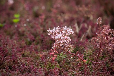 White stonecrop Sedum album 'Murale' 5-10 pot P9 Sedum album 'Murale'