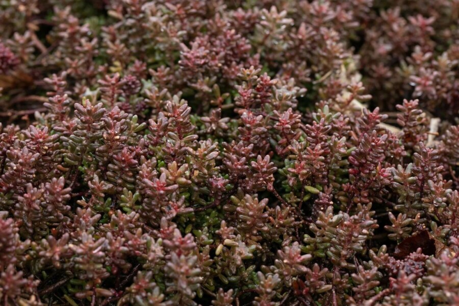White stonecrop Sedum album 'Murale' 5-10 pot P9 Sedum album 'Murale'