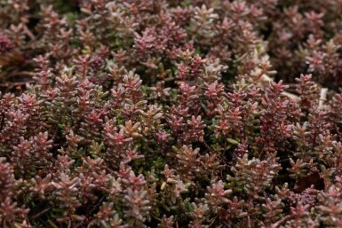 White stonecrop Sedum album 'Murale' 5-10 pot P9 Sedum album 'Murale'