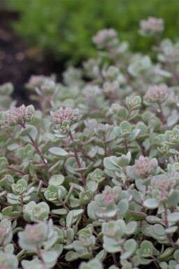Cliff-dwelling stonecrop Sedum cauticola 'Lidakense' 5-10 pot P9 Sedum cauticola 'Lidakense'