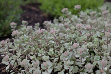 Cliff-dwelling stonecrop Sedum cauticola 'Lidakense' 5-10 pot P9 Sedum cauticola 'Lidakense'
