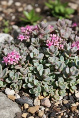 Azure stonecrop Sedum cyaneum 'Sachalin' 5-10 pot P9 Sedum cyaneum 'Sachalin'