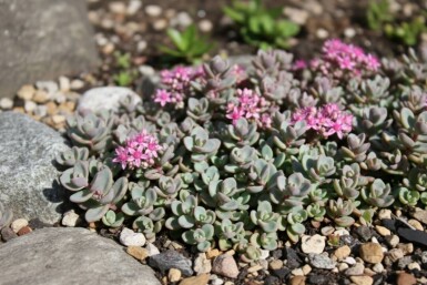 Azure stonecrop Sedum cyaneum 'Sachalin' 5-10 pot P9 Sedum cyaneum 'Sachalin'