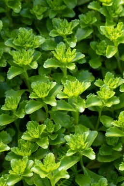 Jelly beans Sedum floriferum 5-10 pot P9 Sedum floriferum