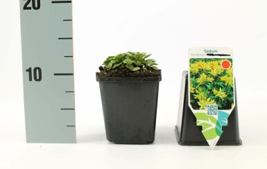Jelly beans Sedum floriferum 5-10 pot P9 Sedum floriferum