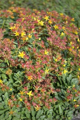 Jelly beans Sedum floriferum 'Weihenstephaner Gold' 5-10 pot P9 Sedum floriferum 'Weihenstephaner Gold'